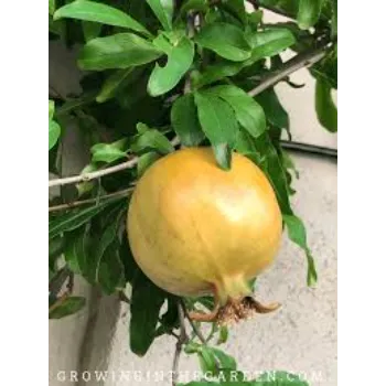 Superb Pomegranate Plant